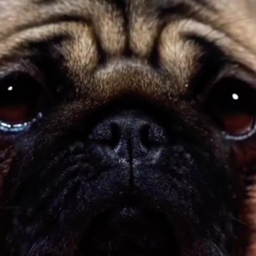 Cute ❤️#pets #pet #petlover #dog #doglover #dogs #viral #animals #viralshort #shorts