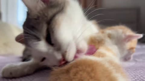 Mom Cat Washes her Tiny Kitten Son! UNBELIEVABLE FOOTAGE!!!