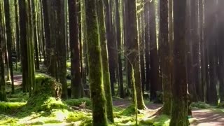 Relaxing Nature Sounds #nature #relaxing #forest 10