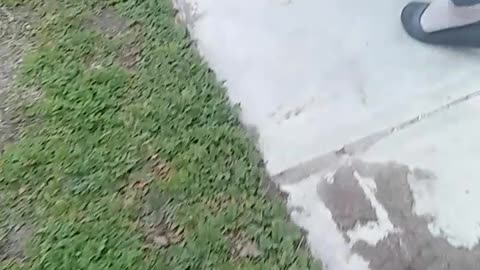 FEED ROCKY TREATS. PT.1