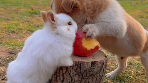 Rabbit & Dog lovely moment 😍