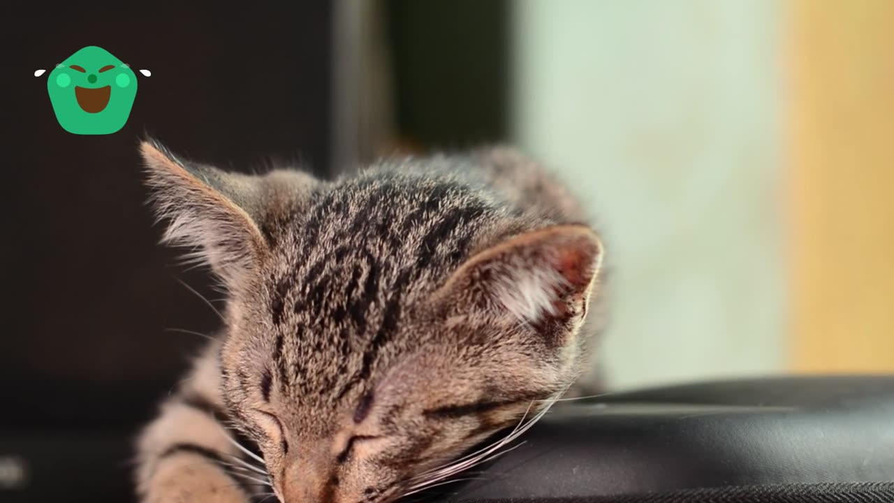 funny cat sleeping