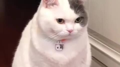 Angry Cat