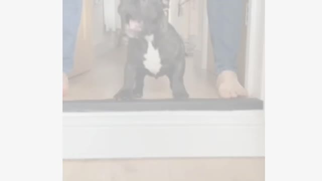 funy dog