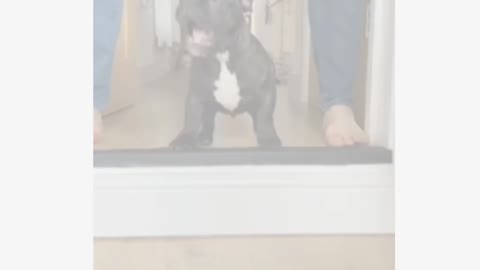 funy dog