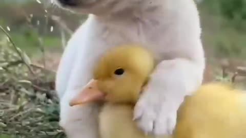 Cute ducklings and kitten became friends 🥰