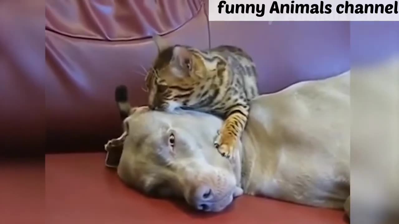 funny animals video 2024 woman and animal funny video