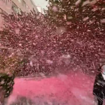 Cherry Blossom 🌸 snow effect 😱