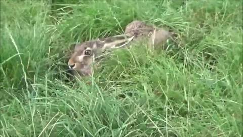 Dog playing with rabbit#2