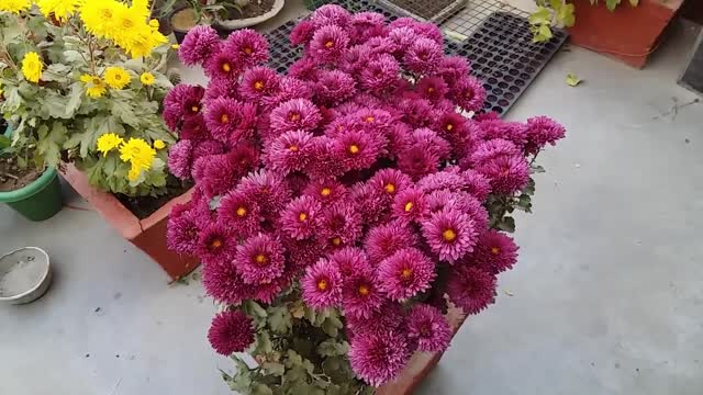 Safe Chrysanthemum Planting Tips | Grow Quality Flowers in Pots