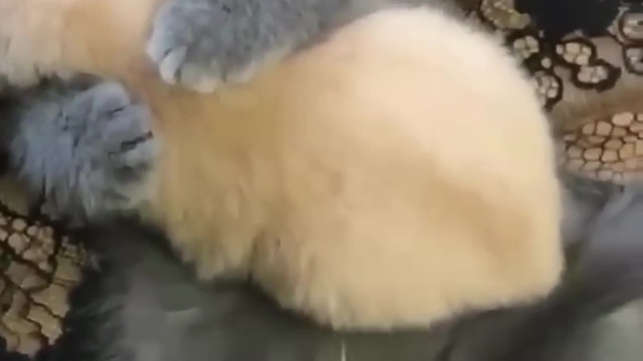 Funny animals video