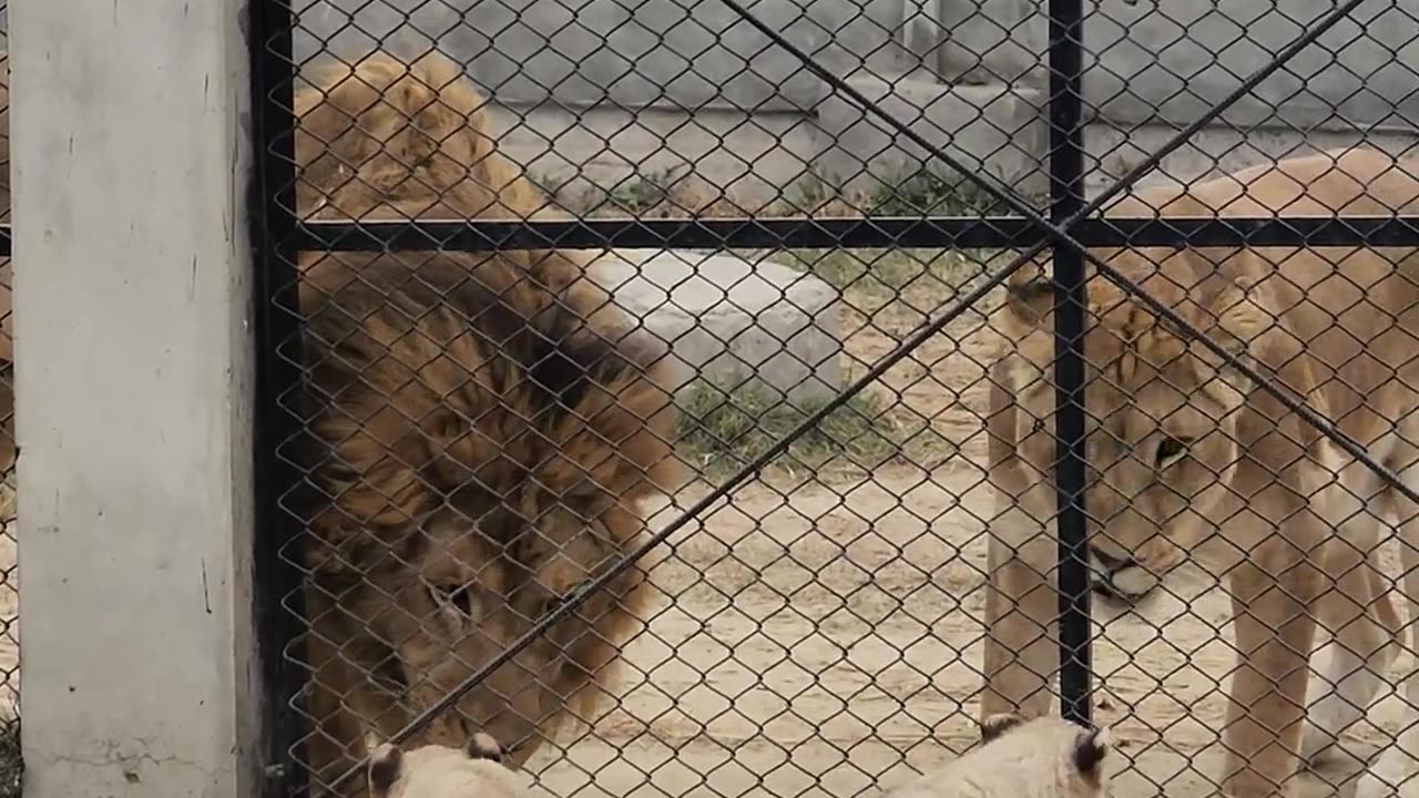 Cute Little Lion Cubs with Parents