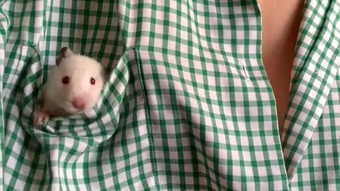 A Mouse in the Breast Pocket of a Shirt
