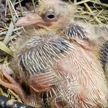 Flock it Farm: baby pigeons