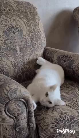 Cute Cat Gif