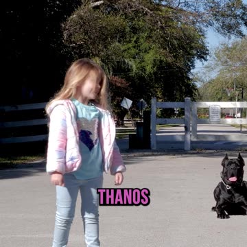 Will a 125-Lb Cane Corso Listen to a 4 Year Old?