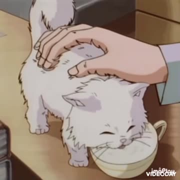 Cute Cat Gif