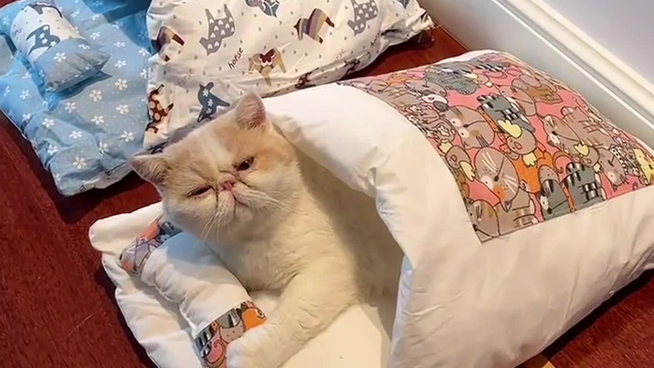 Pet Cozy Bed with A Pillow For Cats