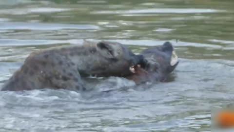 violent fight between hyenas