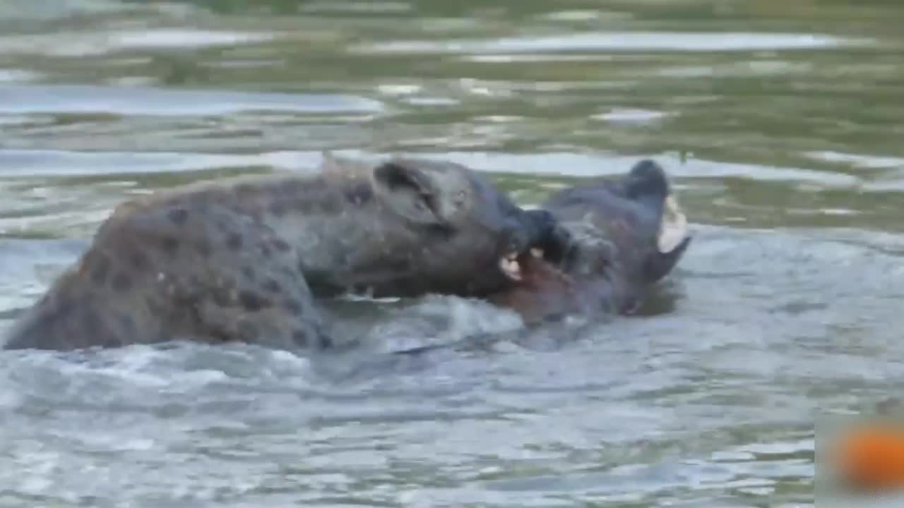 violent fight between hyenas