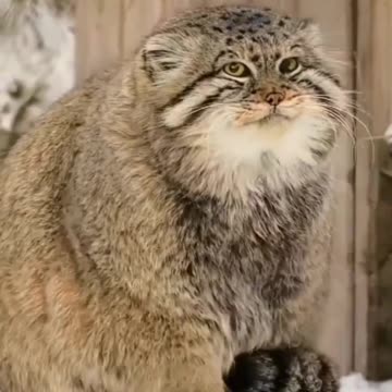 Pallas Cat's Snow Survival Secret: Sitting on Tail