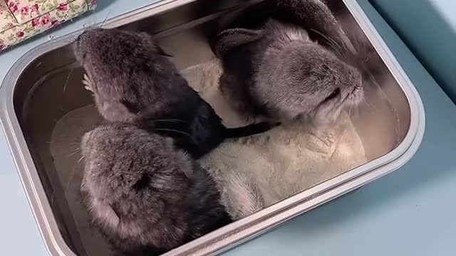 My neighbor totoro is born will take a shower # of pet