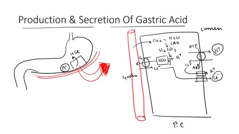 USMLE Step 1 Course (Lecture)