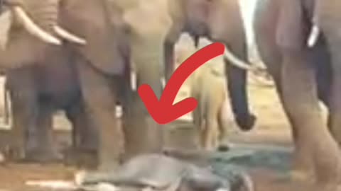 Bebê Elefante acabou de Nascer.