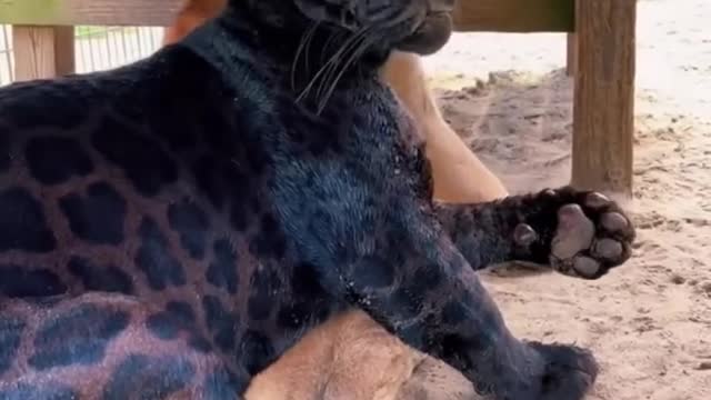 Jaguar and Puma Best Friends! AMAZING