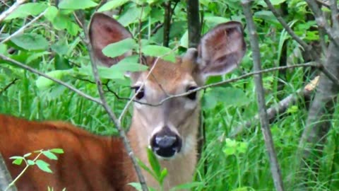 White-tailed deer