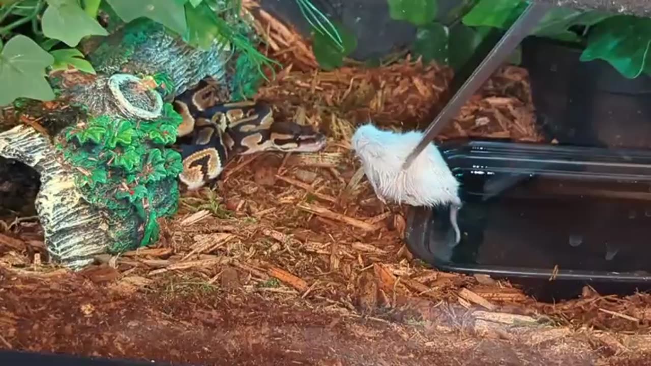 Royal Ball Python Is Picky