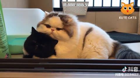 Cute Cats Compilation