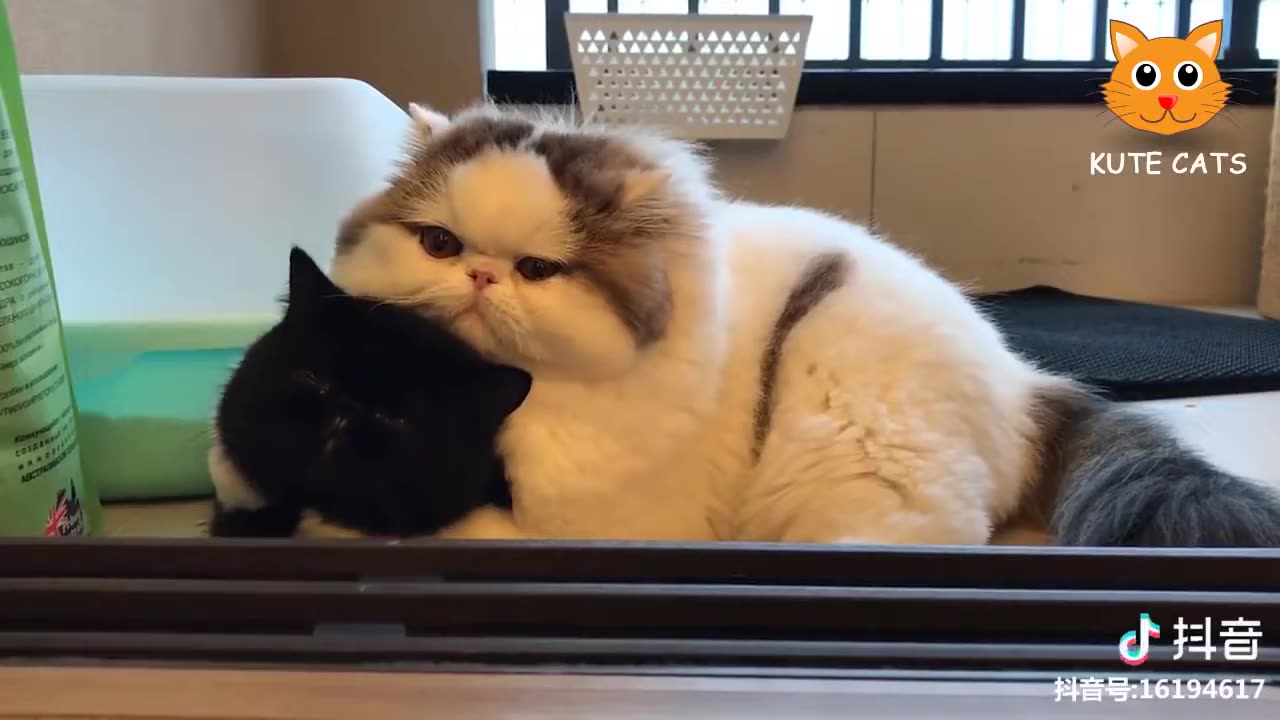 Cute Cats Compilation