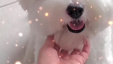 cute animal