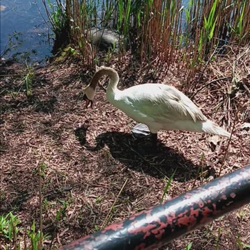 Swans nesting