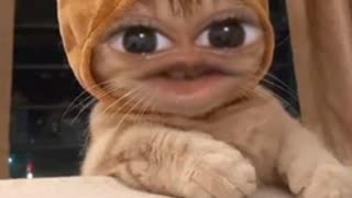 My cat