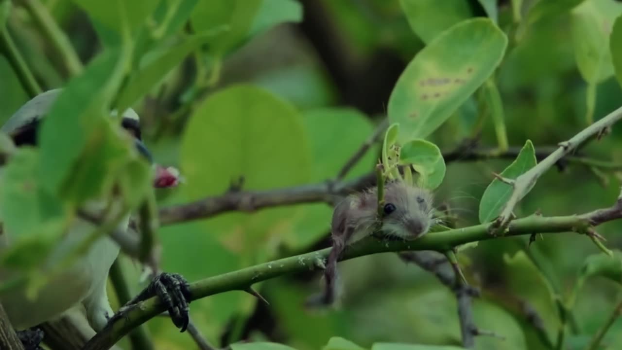 10 of the most terrifying Bird attacks caught on camera