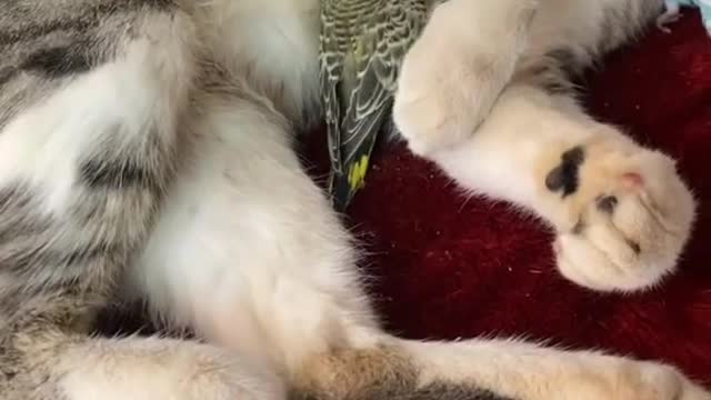 funny animals