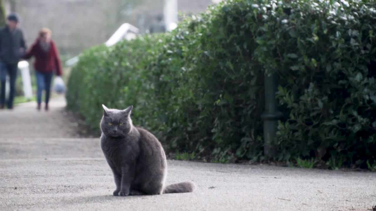 Cat setting on the street