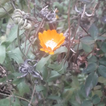 Little calendula in the snow
