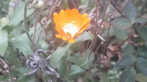 Little calendula in the snow