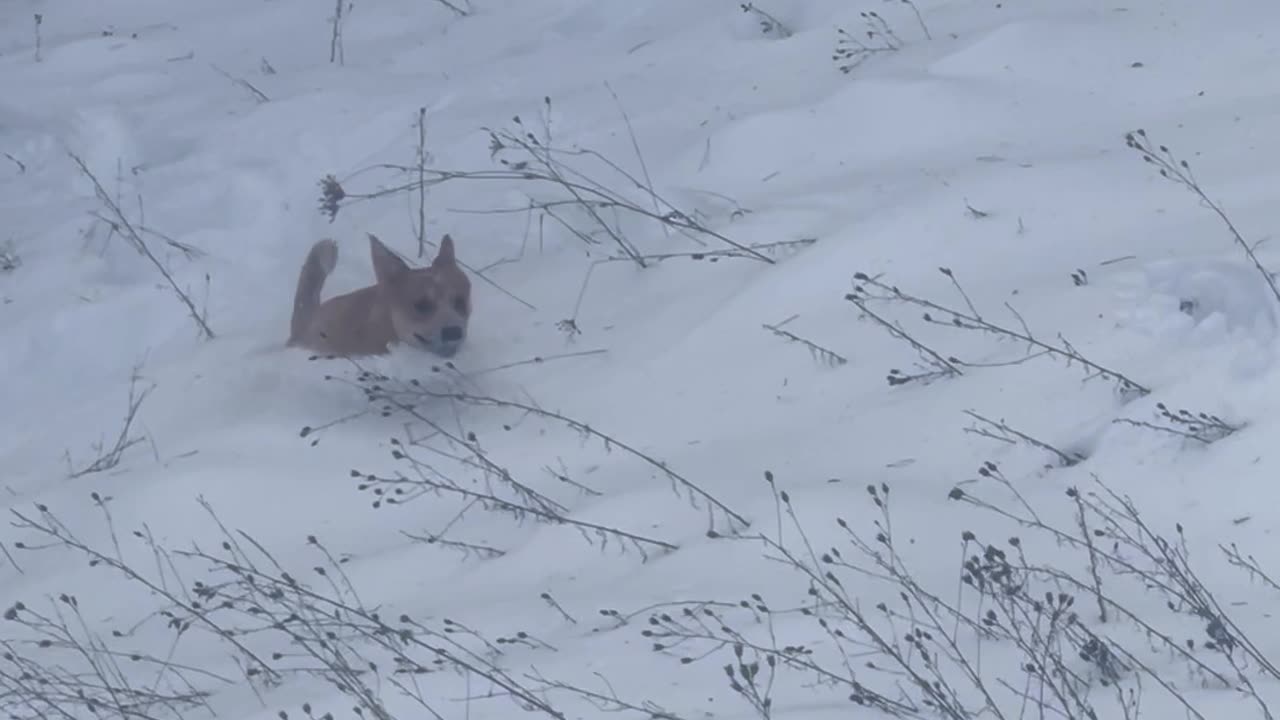 Prancing Through The Snow