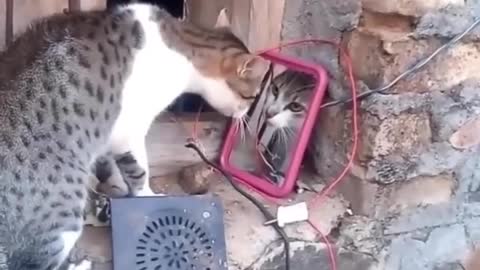 Top funny cute cats viral clips