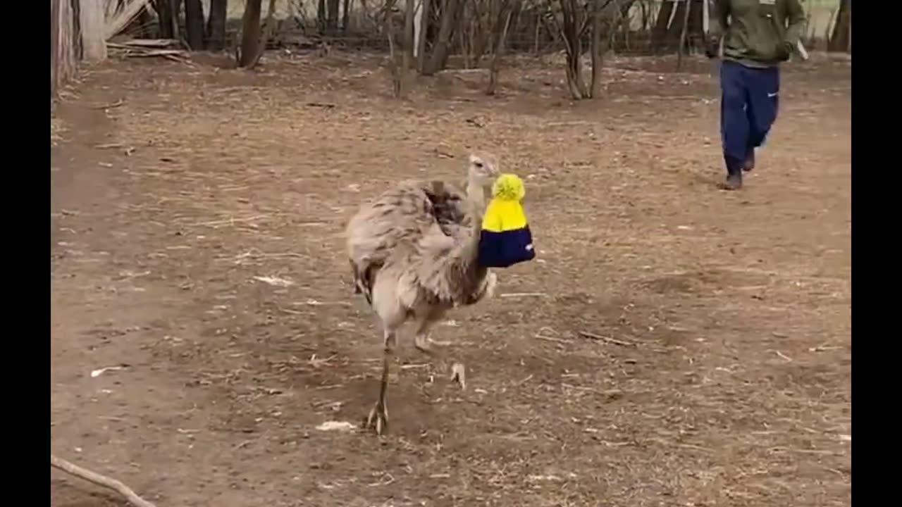 Rhea Steals Man's Hat