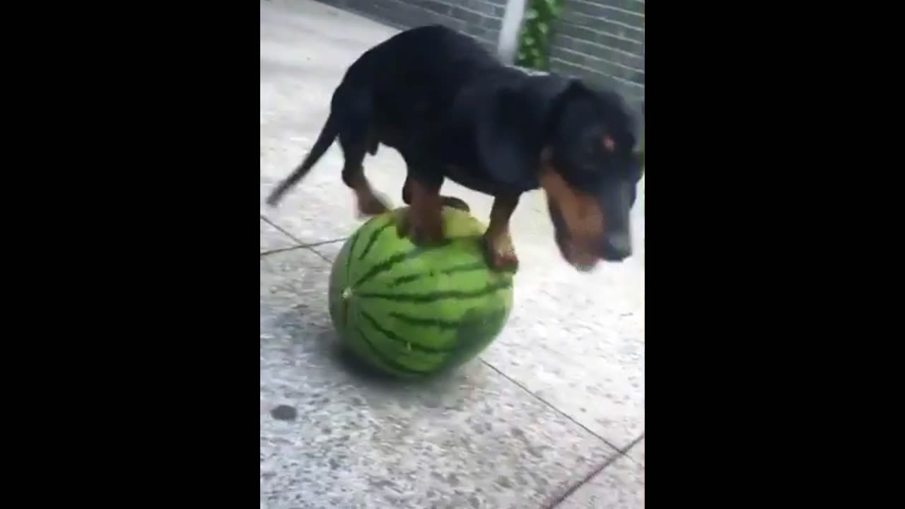 "A Dog's Summer Adventure – Riding a Watermelon in Style!"