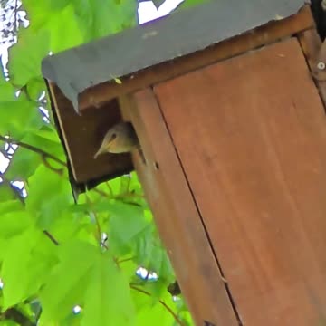 A young bird waits impatiently for its food - at the end it gets a worm.