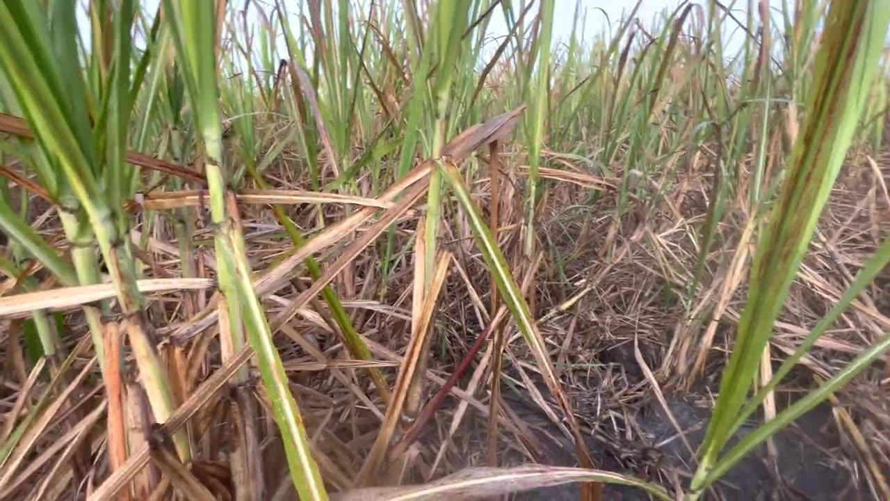 Florida Hog Hunting with dogs in Sugar Canes - New Environment