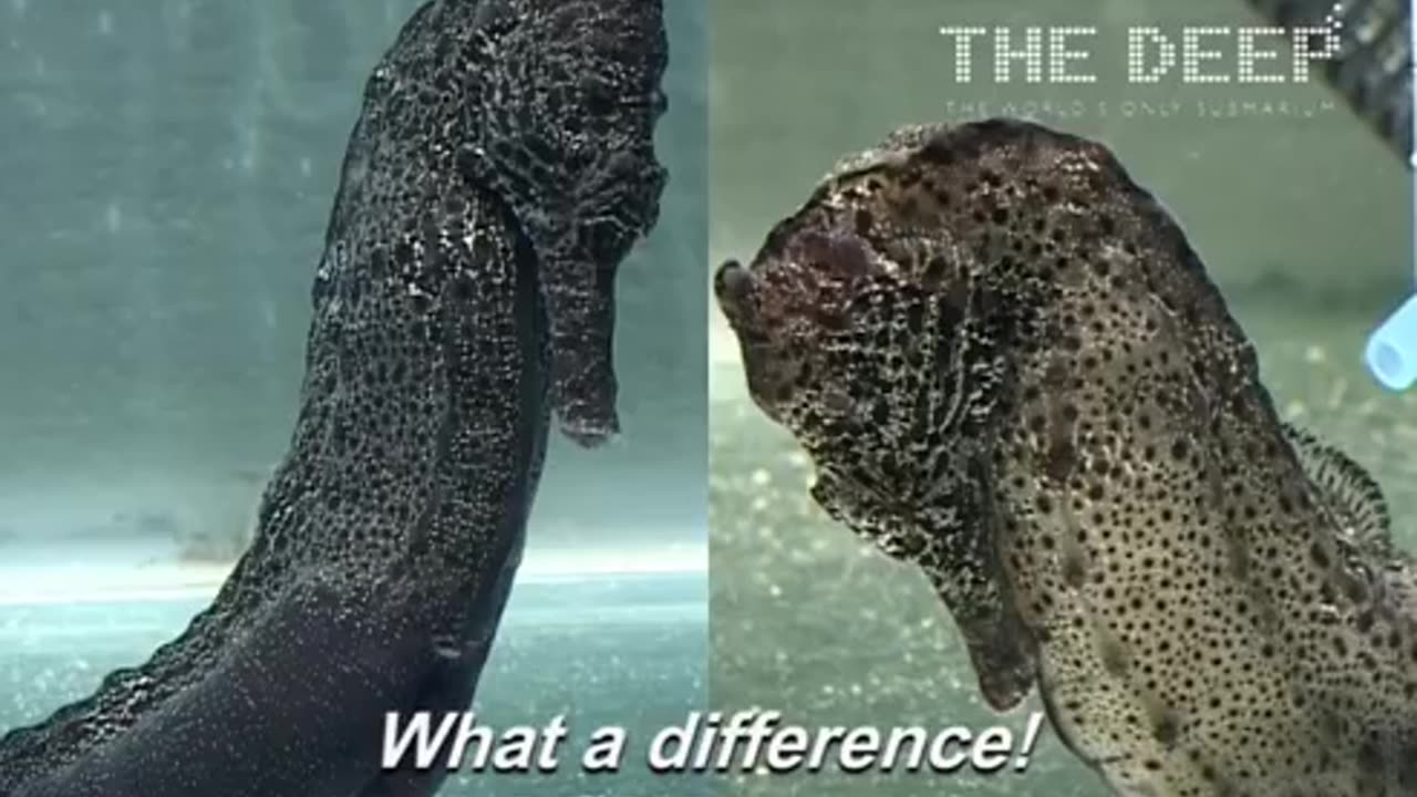 Male seahorse giving birth at The Deep Hull