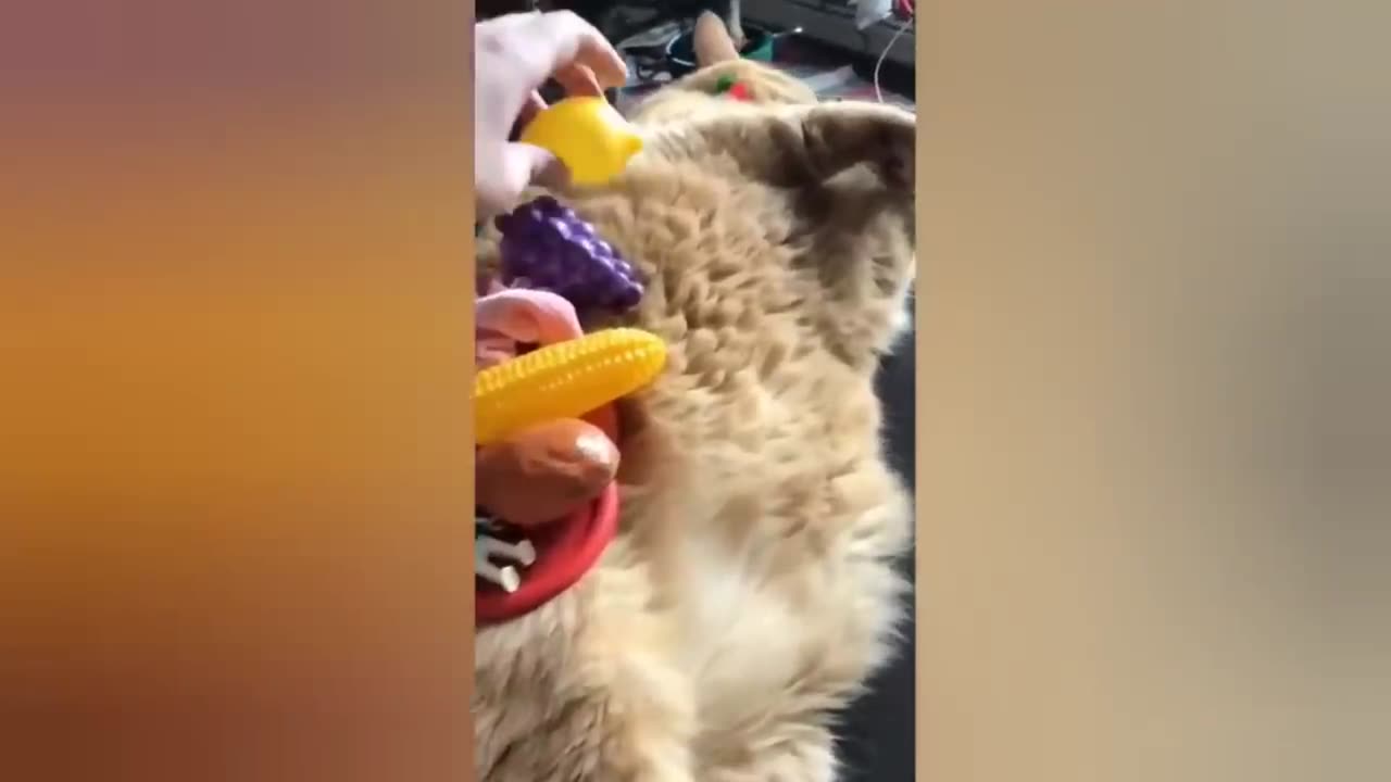 Cat Funny-Cute Video compilation - Part 4