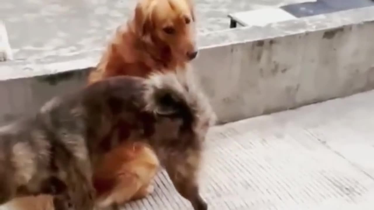 Extremely humorous animal videos that will make you SMILE